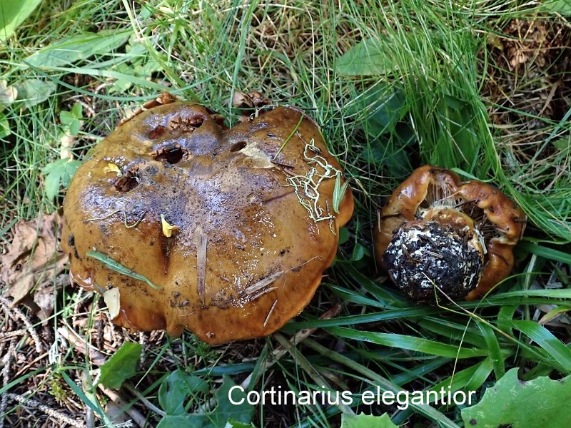 Cortinarius elegantior-amf636-2.jpg - Cortinarius elegantior ; Syn: Phlegmacium elegantius ; Nom français: Cortinaire élégant